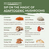 Mushroom Matcha (1 Pack - 30 Servings) Daily M031-099