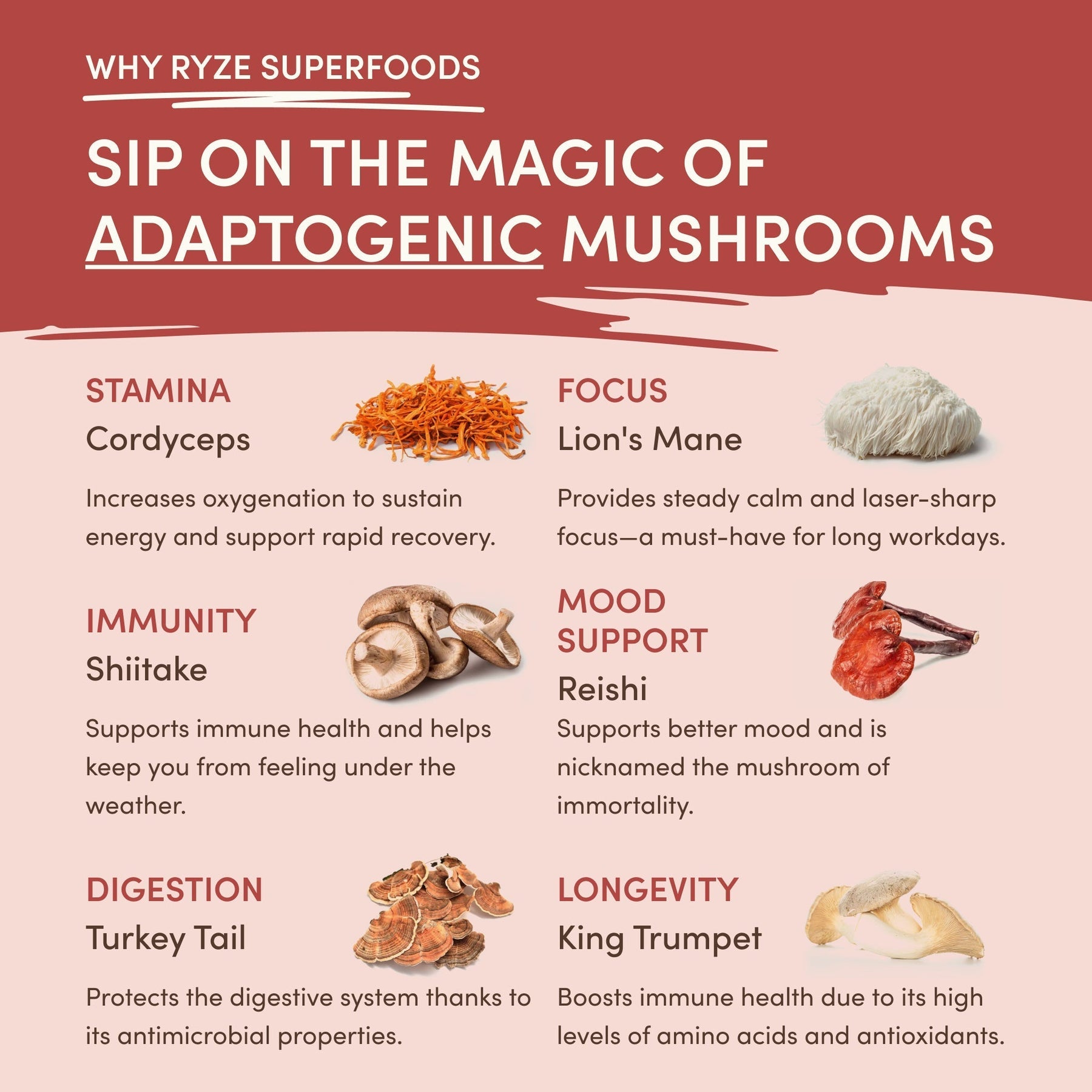 Mushroom Chai (20 Servings) Prime M031-163