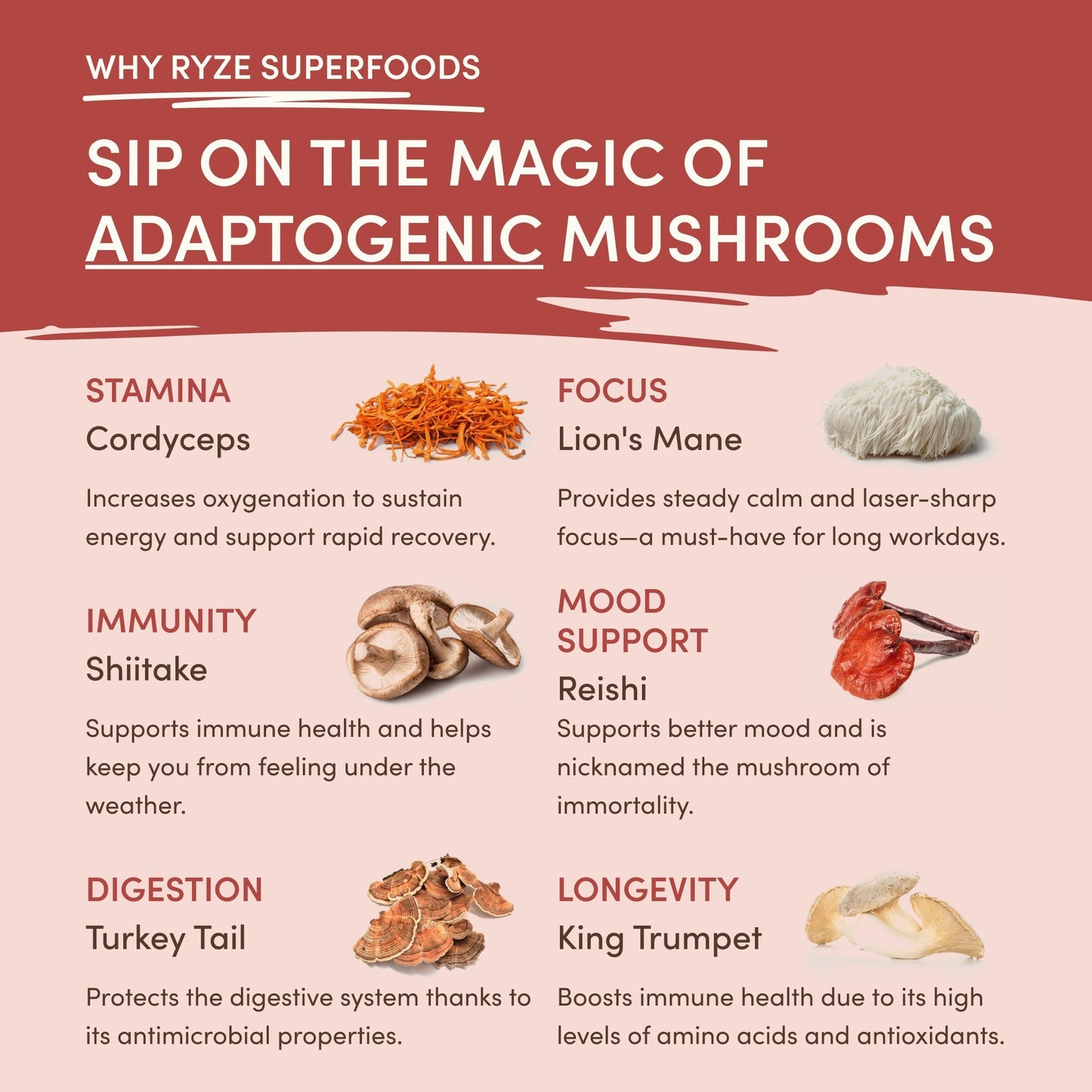 Mushroom Chai (1 Pack - 20 Servings) Pure M031-157